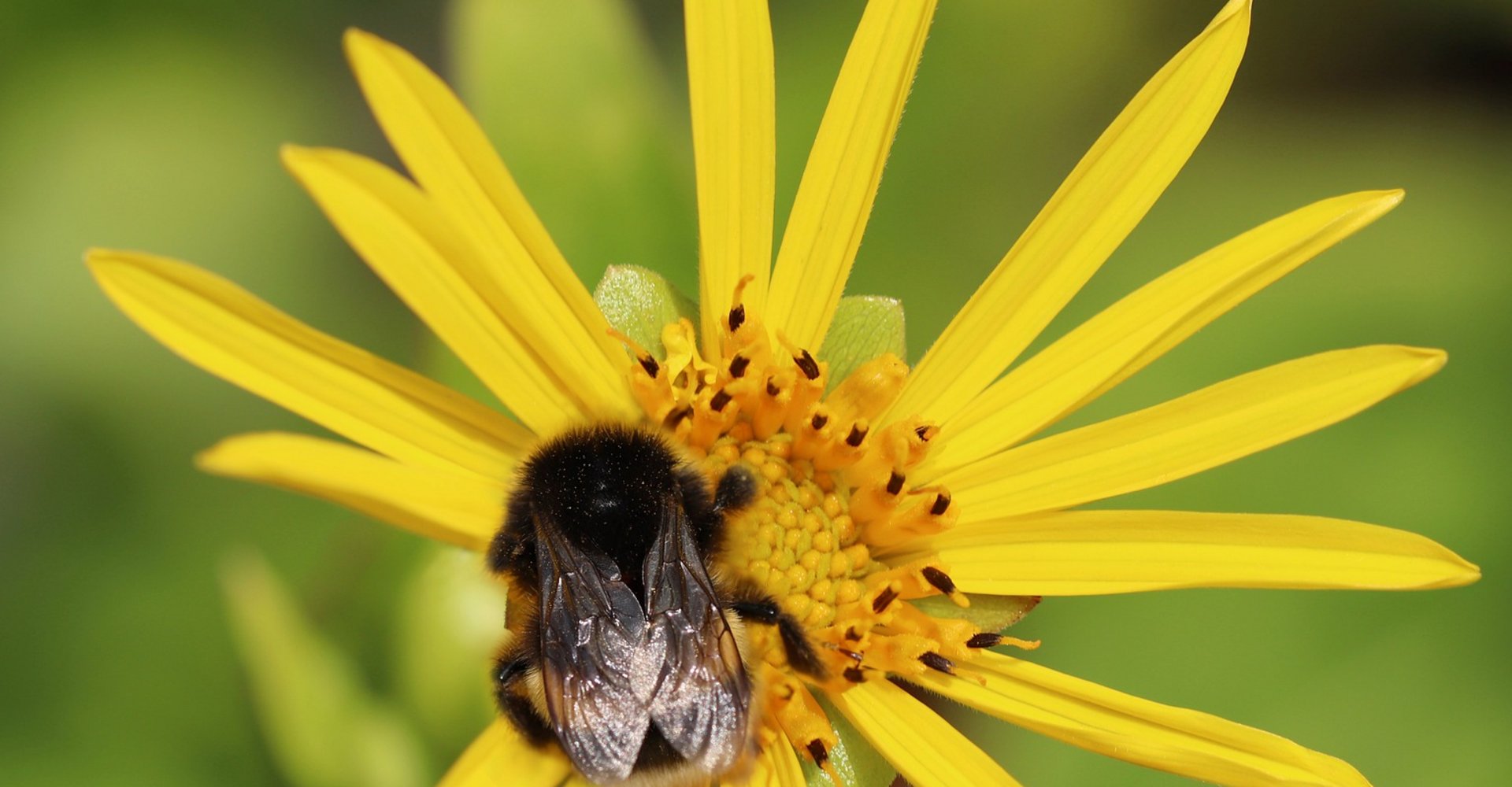 Blüte der Silphie-Pflanze